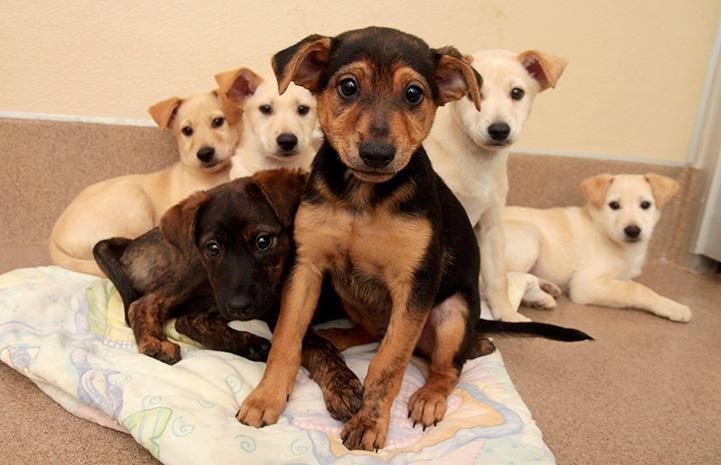 Cute Puppies group picture