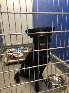 smiling black rescue dog waiting to be adopted