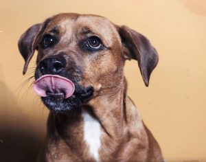 Adorable black and tan rescue dog licking nose