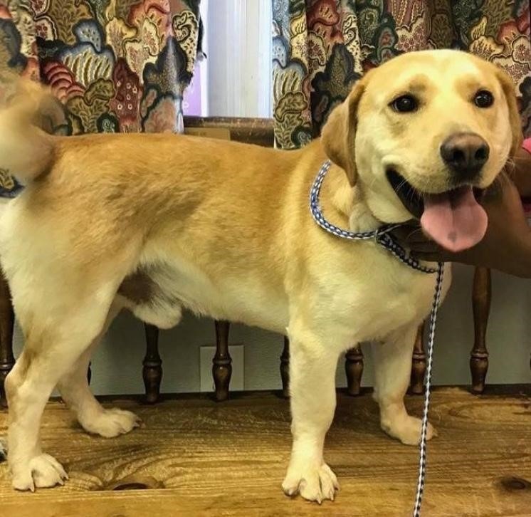 Rescue store yellow labs