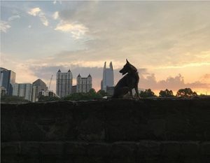 German Shepherd Dog with Atlanta Skyline sunset