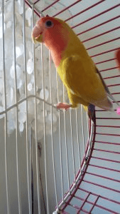 Orange and yellow bird in a cage