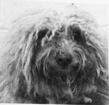 Rescued Dog with overgrown, matted hair