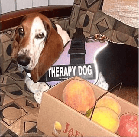 sweet bassett hound therapy dog