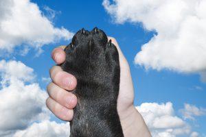 holding hands with dog paw