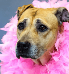 Adorable tan dog with pink boa