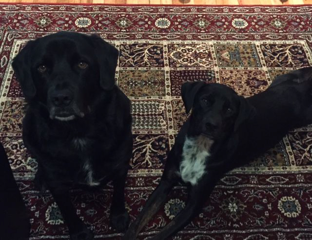 two black lab mix rescue dogs