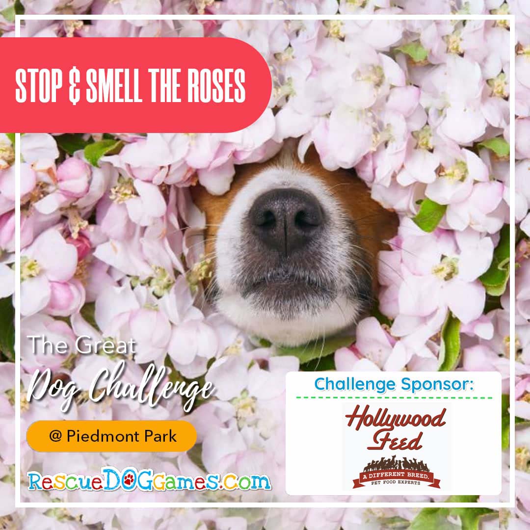Adorable dog sticking nose out on flowers Great Dog Challenge Atlanta