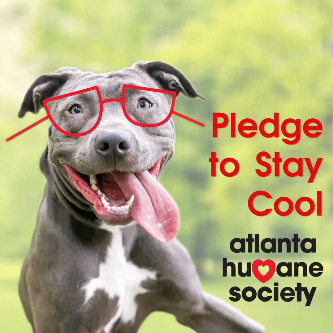 Atlanta Humane Society Pledge to stay cool