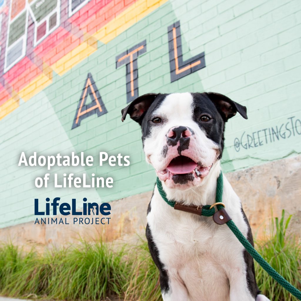 Lifeline adoptable pit bull of Atlanta