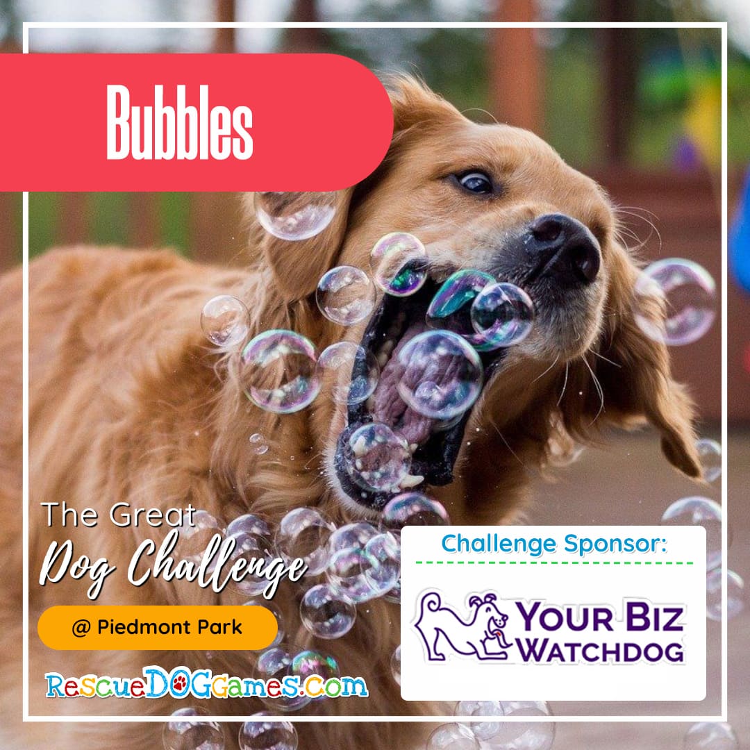 adorable dog biting bubbles Great Dog Challenge Atlanta