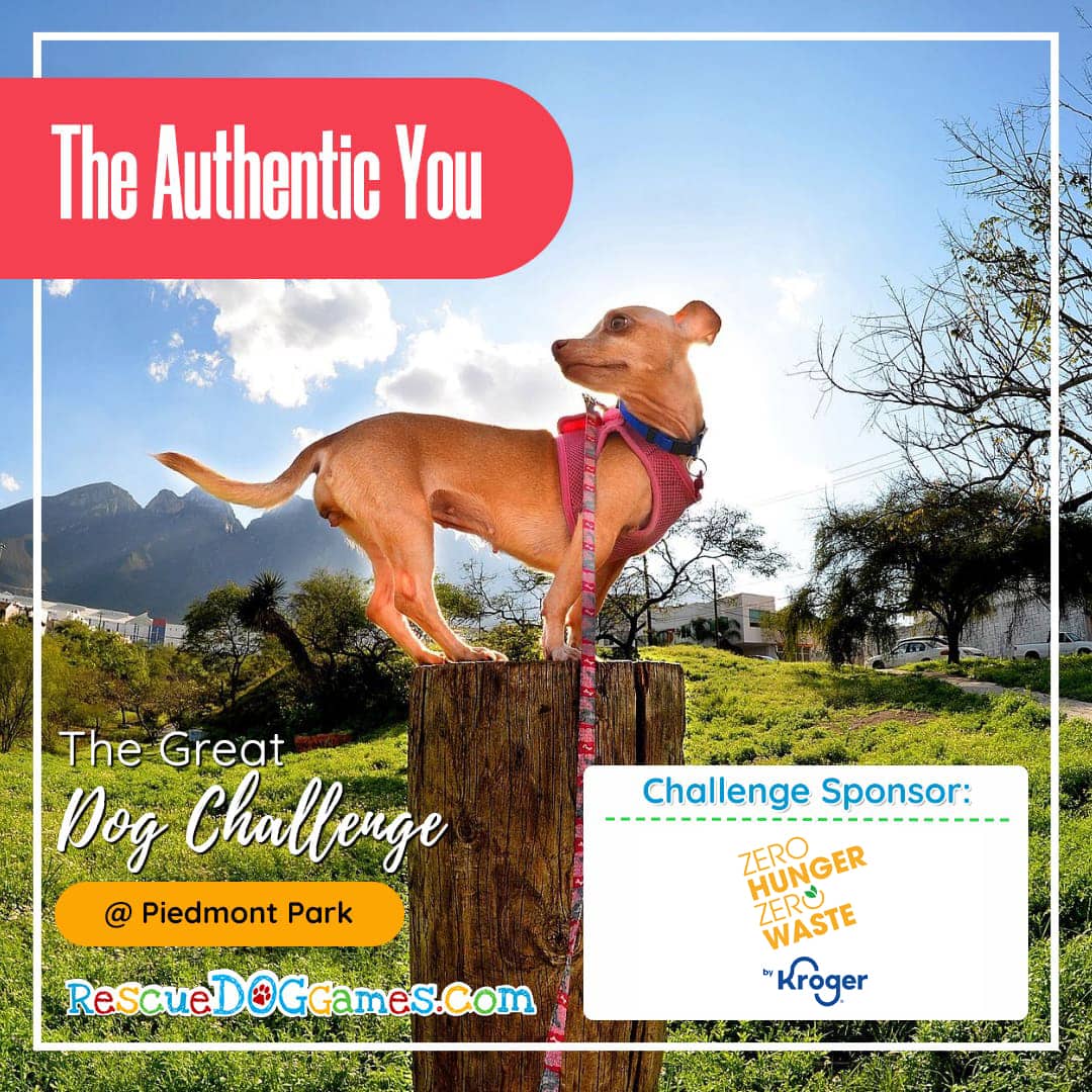cute chihuahua on a post Great Dog Challenge Atlanta