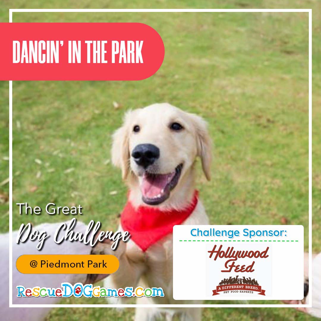 cute dog dancing smiling face Great Dog Challenge Atlanta