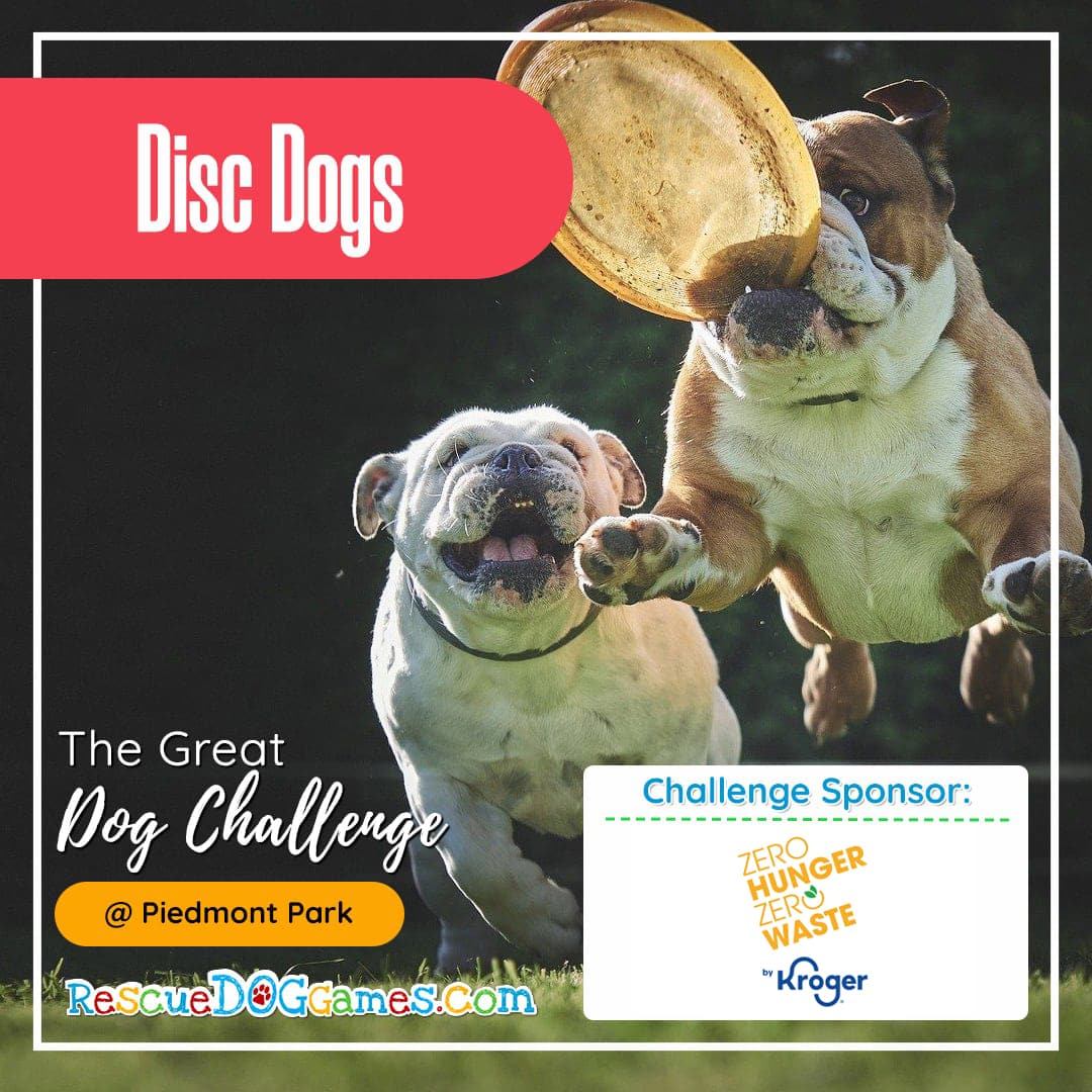 two bulldogs playing with disc Great Dog Challenge Atlanta