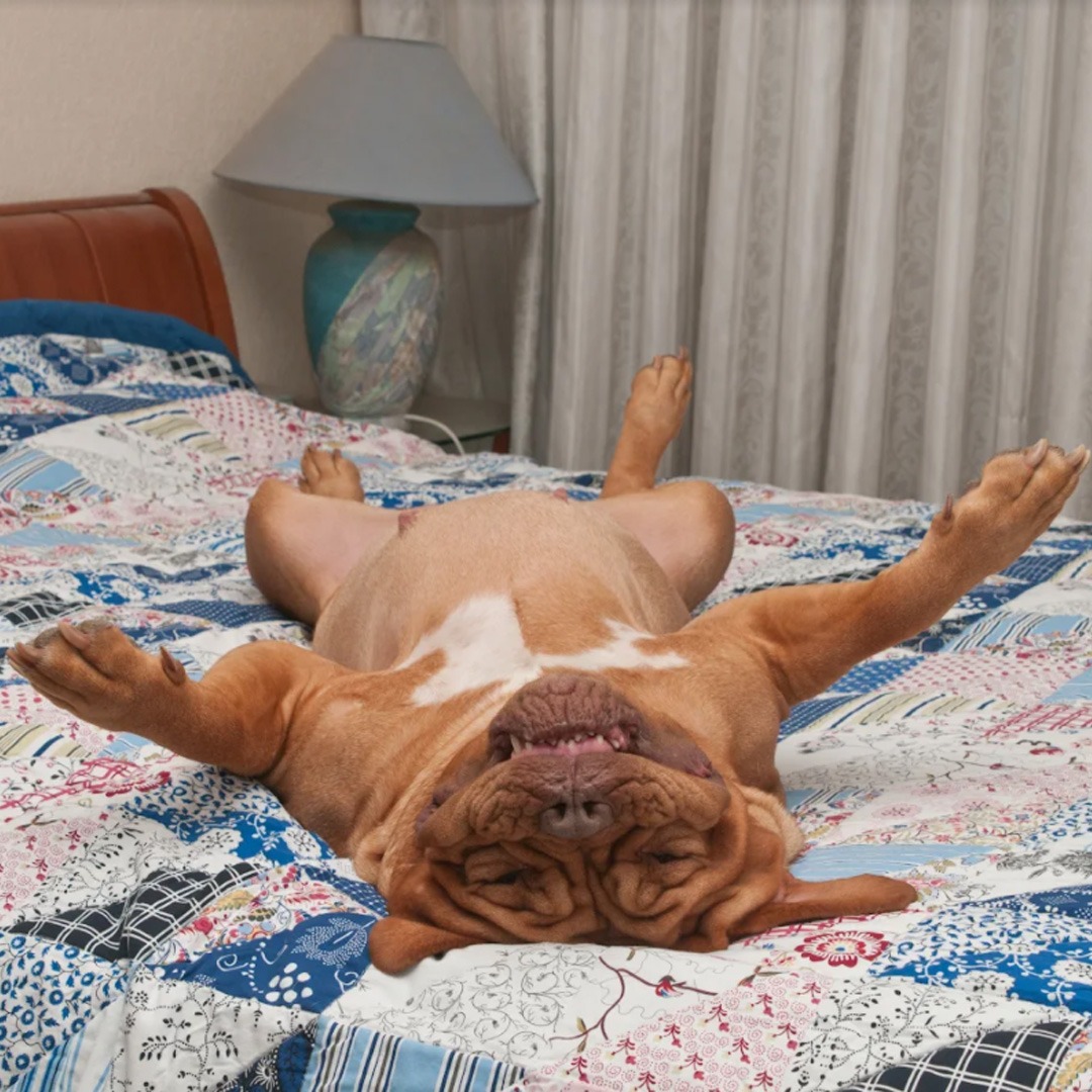 Bedtime-Pup-challenge-bulldog-laying-on-bed-ig