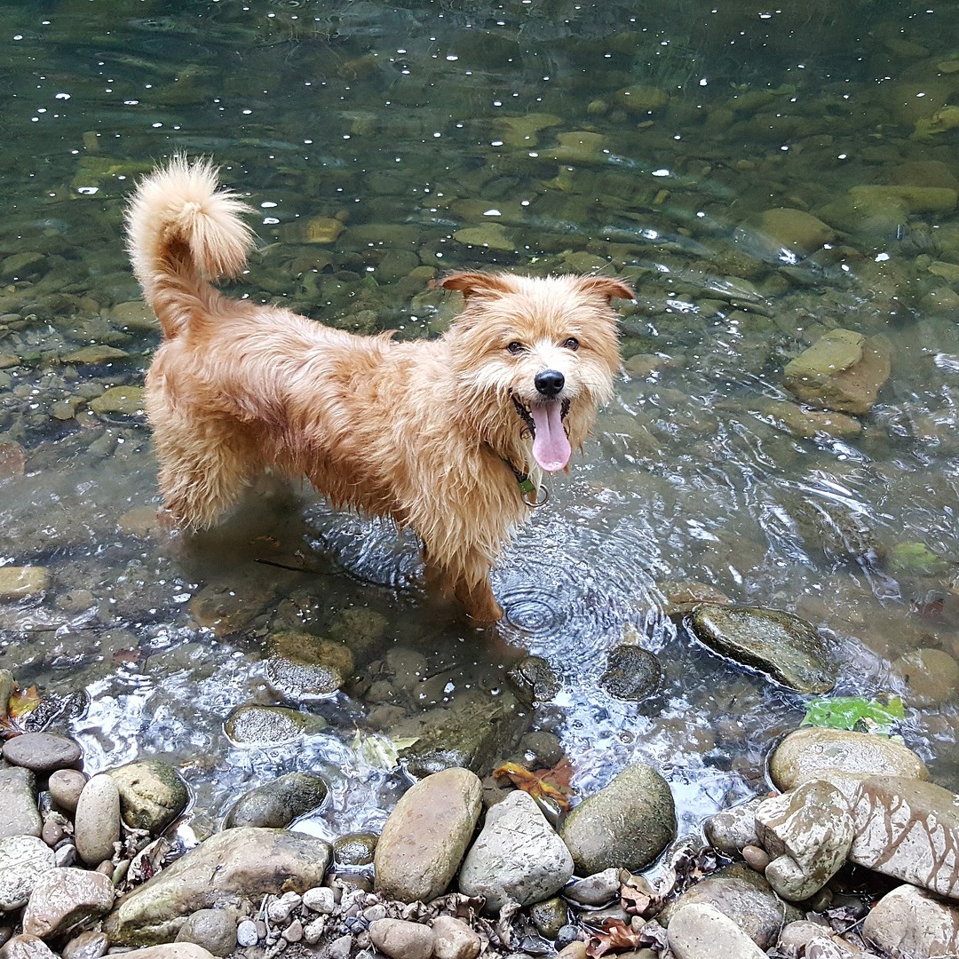 Splash Challenge golden retriever playing on river water