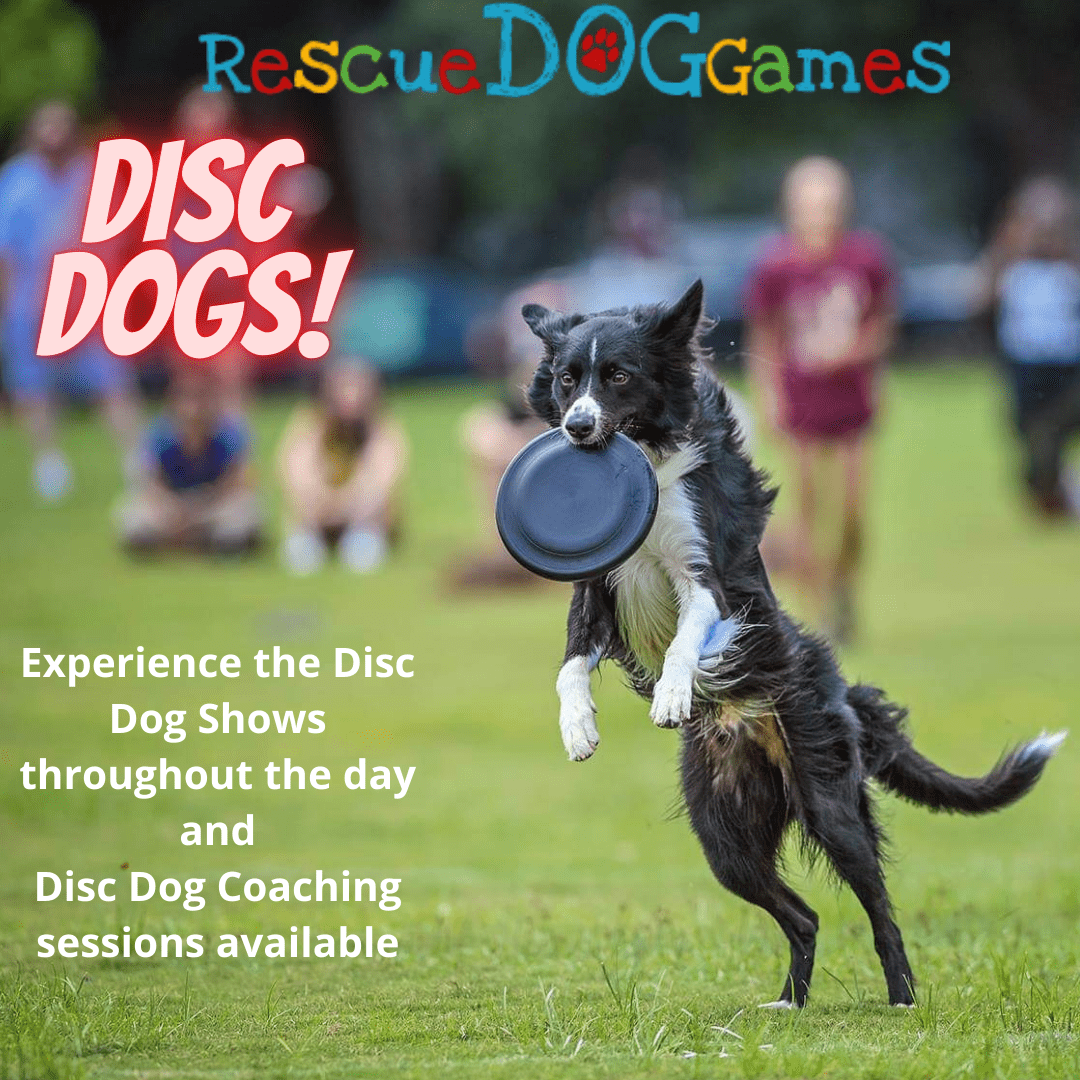 disc dogs